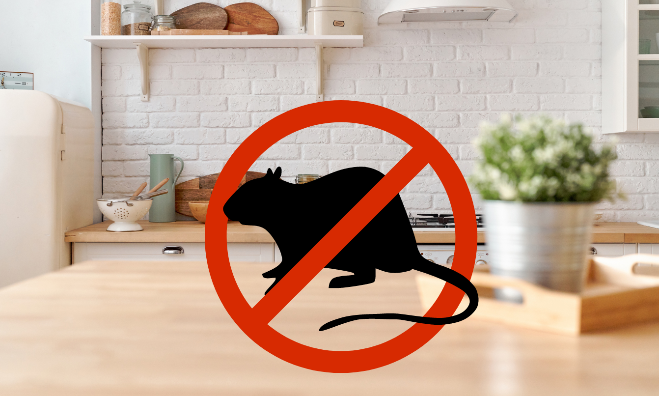 害獣駆除、テーブルの上にぼったネズミに禁止マーク