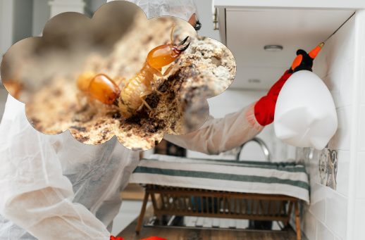 シロアリ駆除剤を散布する業者とシロアリ