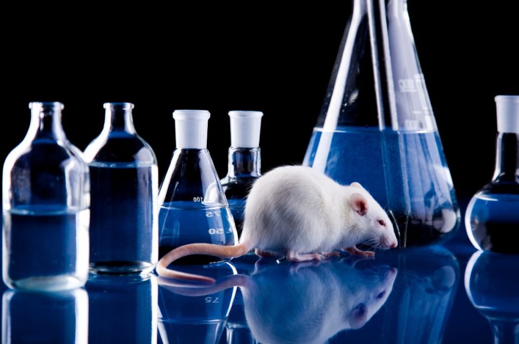 実験のフラスコとビーカーの間にいるネズミ