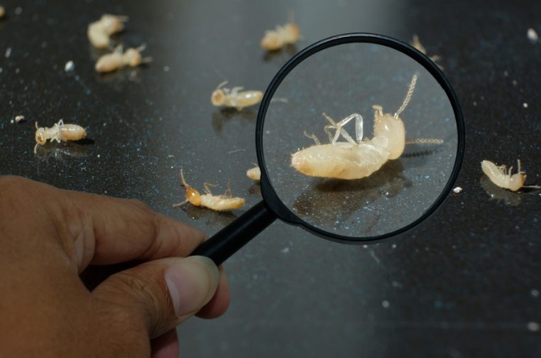 床に転がったシロアリの死骸を虫メガネで見ている。シロアリ駆除剤の効果
