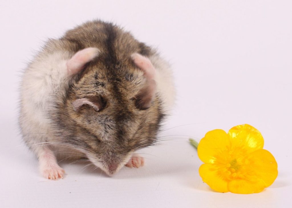 頭を抱え困っているハムスター