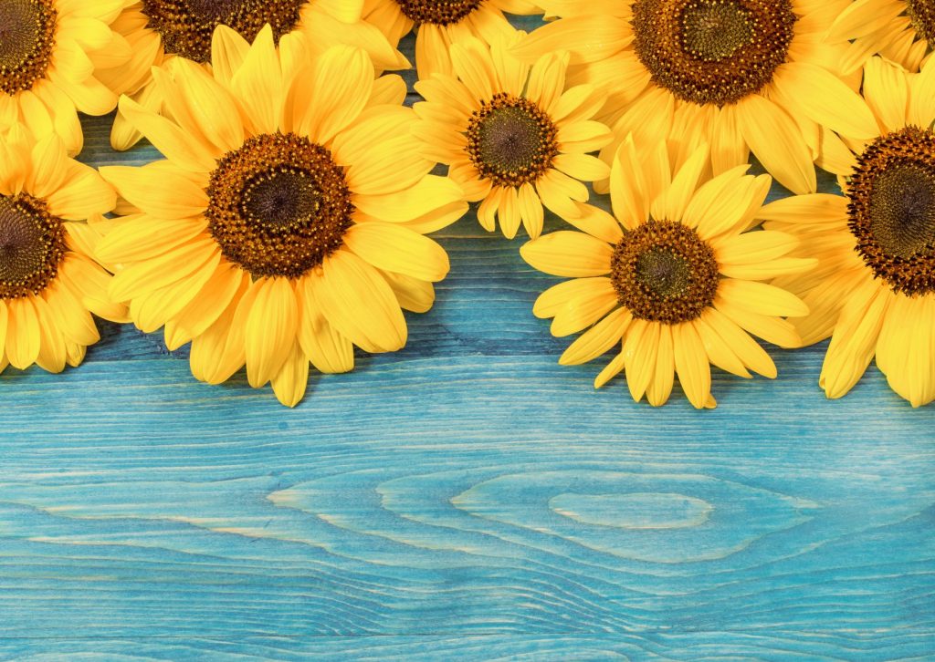 ブルーの木の板の上に沢山のひまわりの花が置かれている