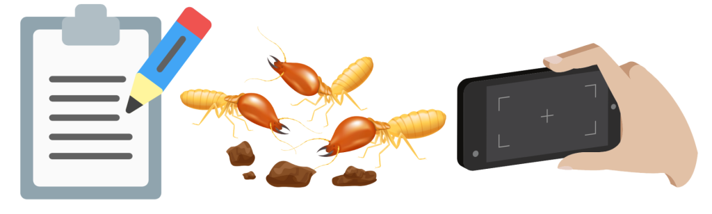 シロアリをスマホで撮り記録するイメージ