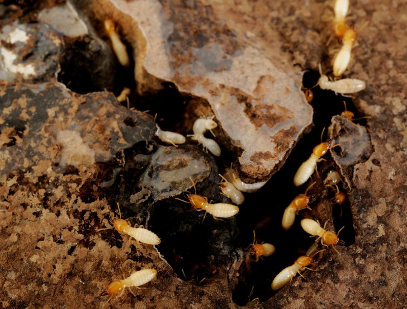 シロアリが柱の奥深くに潜っているイメージ